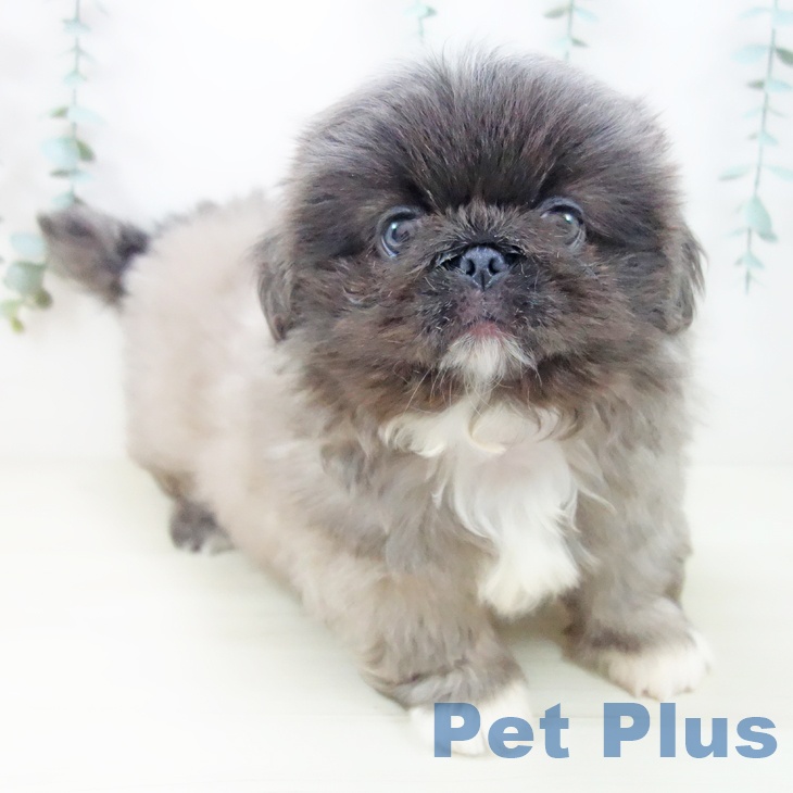 東京都のペキニーズ (ペットプラス アクアシティお台場店/2025年10月23日生まれ/男の子/グレーホワイト)の子犬の1枚目の画像