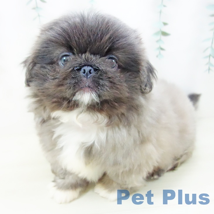 東京都のペキニーズ (ペットプラス アクアシティお台場店/2025年10月23日生まれ/男の子/グレーホワイト)の子犬の2枚目の画像