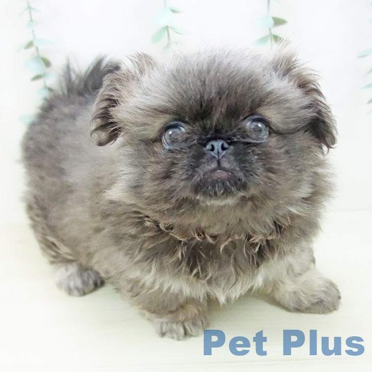 千葉県のペキニーズ (ペットプラス 幕張新都心店/2025年10月23日生まれ/女の子/グレー)の子犬の1枚目の画像