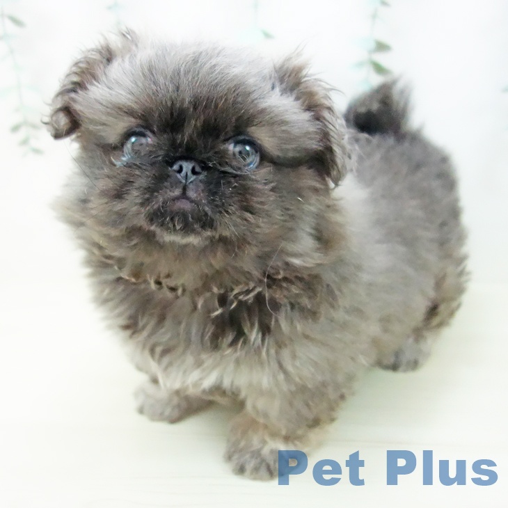 千葉県のペキニーズ (ペットプラス 幕張新都心店/2025年10月23日生まれ/女の子/グレー)の子犬の2枚目の画像
