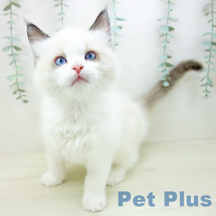 石川県のラグドール (ペットプラス 白山店/2025年10月19日生まれ/男の子/シールポイントバイカラー)の子猫の1枚目の画像