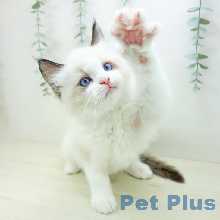 石川県のラグドール (ペットプラス 白山店/2025年10月19日生まれ/男の子/シールポイントバイカラー)の子猫の2枚目の画像