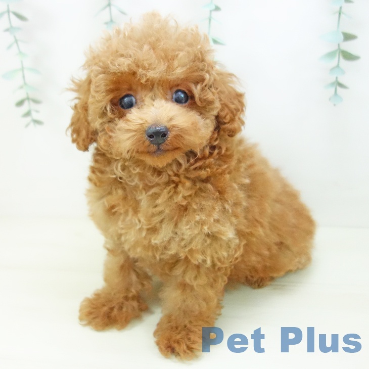 トイ・プードルの写真2