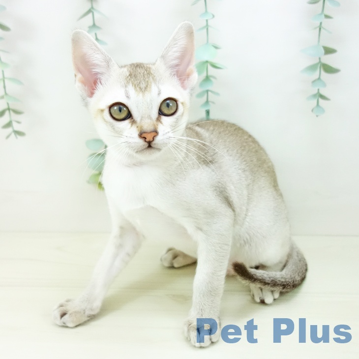 福岡県のシンガプーラ (ペットプラス 福岡店/2025年10月9日生まれ/女の子/セピアアグーティ)の子猫の1枚目の画像