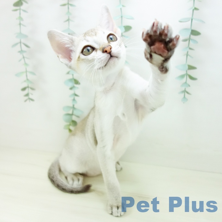 福岡県のシンガプーラ (ペットプラス 福岡店/2025年10月9日生まれ/女の子/セピアアグーティ)の子猫の2枚目の画像