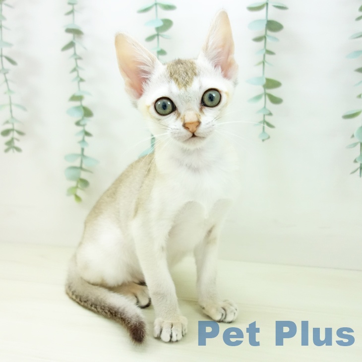 福岡県のシンガプーラ (ペットプラス 八幡東店/2025年10月9日生まれ/女の子/セピアアグーティ)の子猫の1枚目の画像