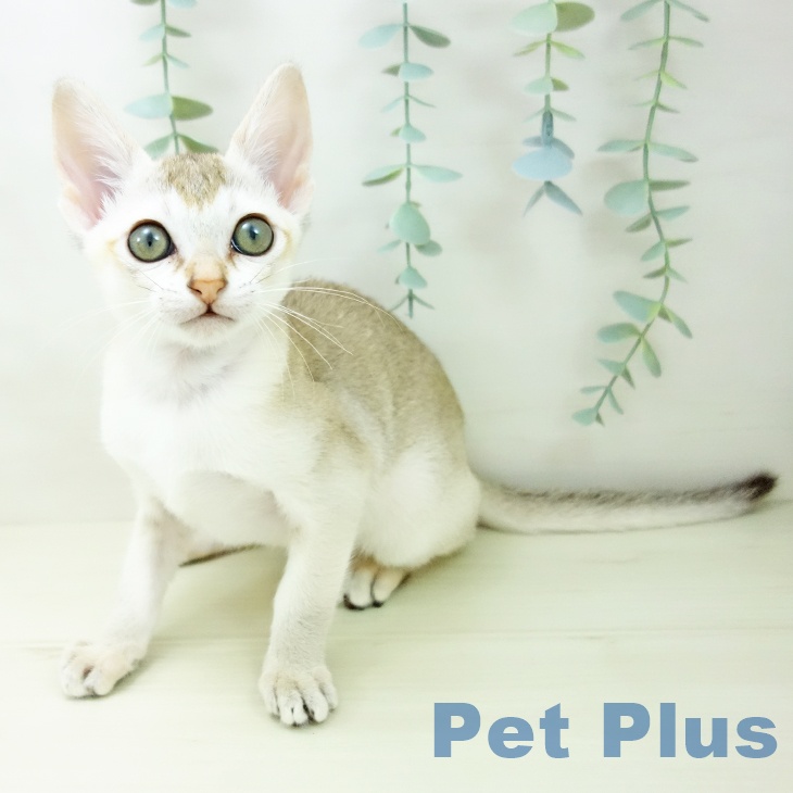 福岡県のシンガプーラ (ペットプラス 八幡東店/2025年10月9日生まれ/女の子/セピアアグーティ)の子猫の2枚目の画像