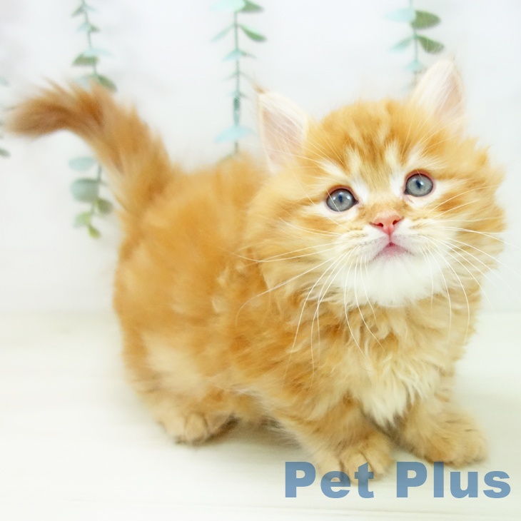 熊本県のマンチカン (ペットプラス 熊本店/2025年10月17日生まれ/男の子/レッドタビー)の子猫の1枚目の画像
