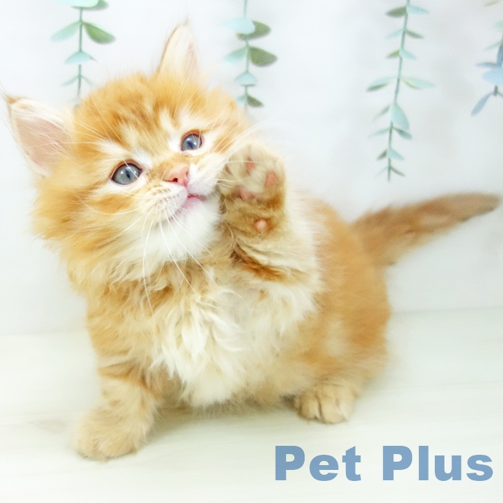 熊本県のマンチカン (ペットプラス 熊本店/2025年10月17日生まれ/男の子/レッドタビー)の子猫の2枚目の画像