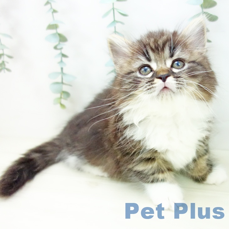 福岡県のマンチカン (ペットプラス 小倉南店/2025年10月17日生まれ/女の子/ブラウンタビーホワイト)の子猫の1枚目の画像