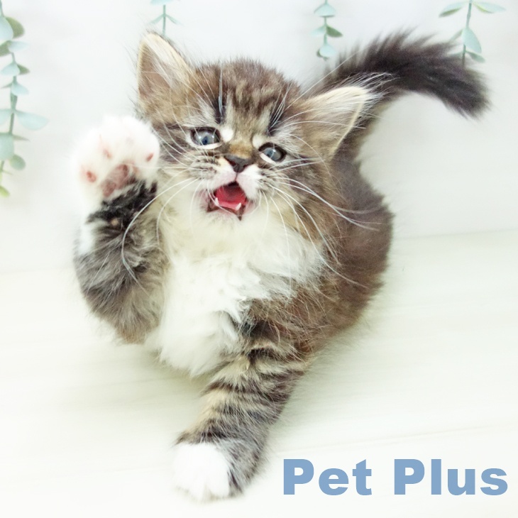 福岡県のマンチカン (ペットプラス 小倉南店/2025年10月17日生まれ/女の子/ブラウンタビーホワイト)の子猫の2枚目の画像