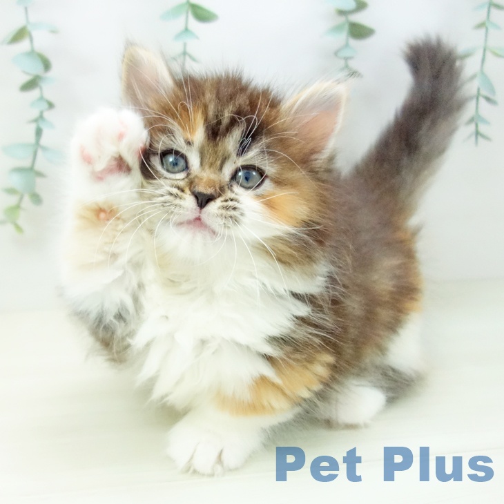 福岡県のマンチカン (ペットプラス ららぽーと福岡店/2025年10月17日生まれ/女の子/ブラウンパッチドタビーホワイト)の子猫の1枚目の画像