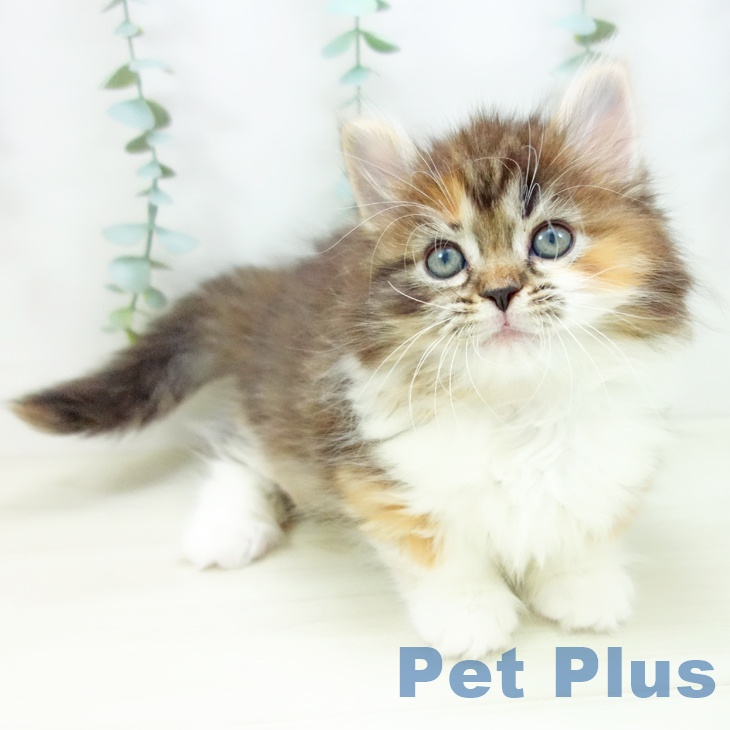 福岡県のマンチカン (ペットプラス ららぽーと福岡店/2025年10月17日生まれ/女の子/ブラウンパッチドタビーホワイト)の子猫の2枚目の画像