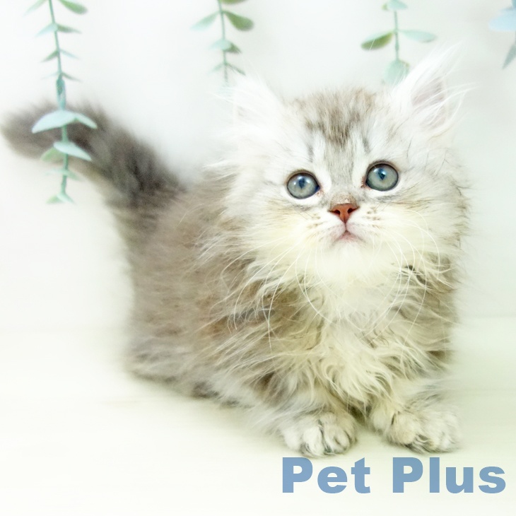 福岡県のミヌエット (ペットプラス ららぽーと福岡店/2025年10月13日生まれ/女の子/シルバータビー)の子猫の1枚目の画像