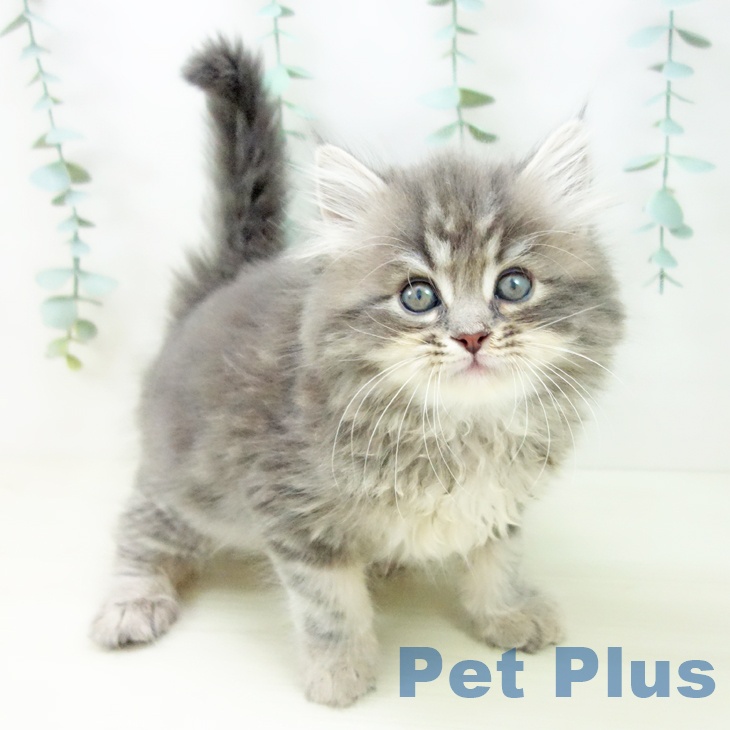 熊本県のサイベリアン (ペットプラス 熊本店/2025年10月17日生まれ/男の子/ブルータビー)の子猫の1枚目の画像