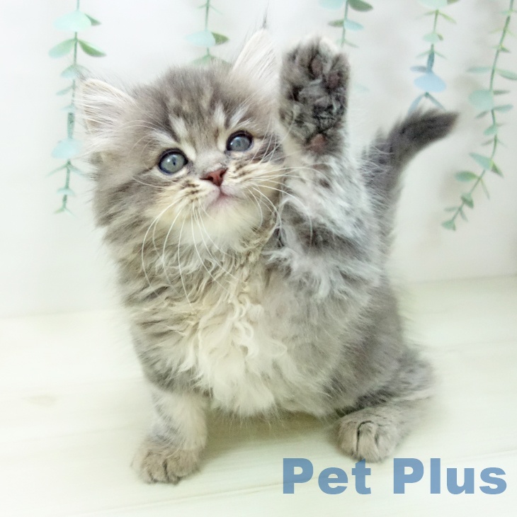 熊本県のサイベリアン (ペットプラス 熊本店/2025年10月17日生まれ/男の子/ブルータビー)の子猫の2枚目の画像