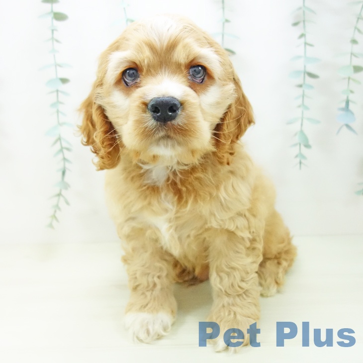 アメリカン・コッカー・スパニエル