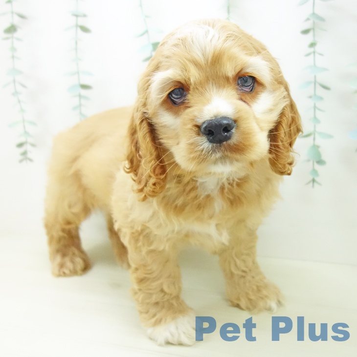 アメリカン・コッカー・スパニエルの写真2