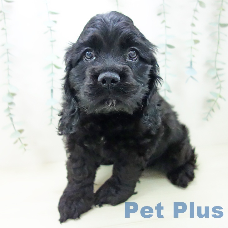 アメリカン・コッカー・スパニエル