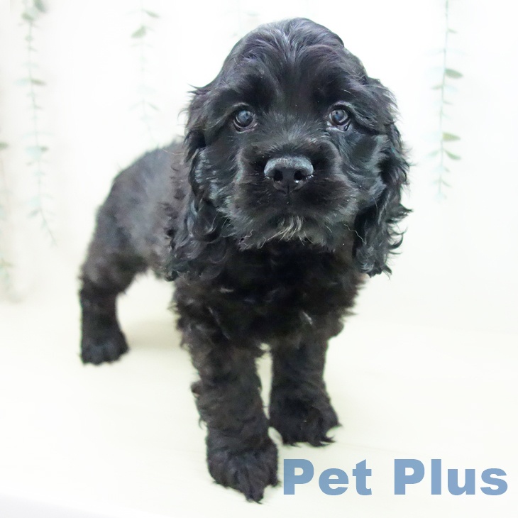 アメリカン・コッカー・スパニエルの写真2