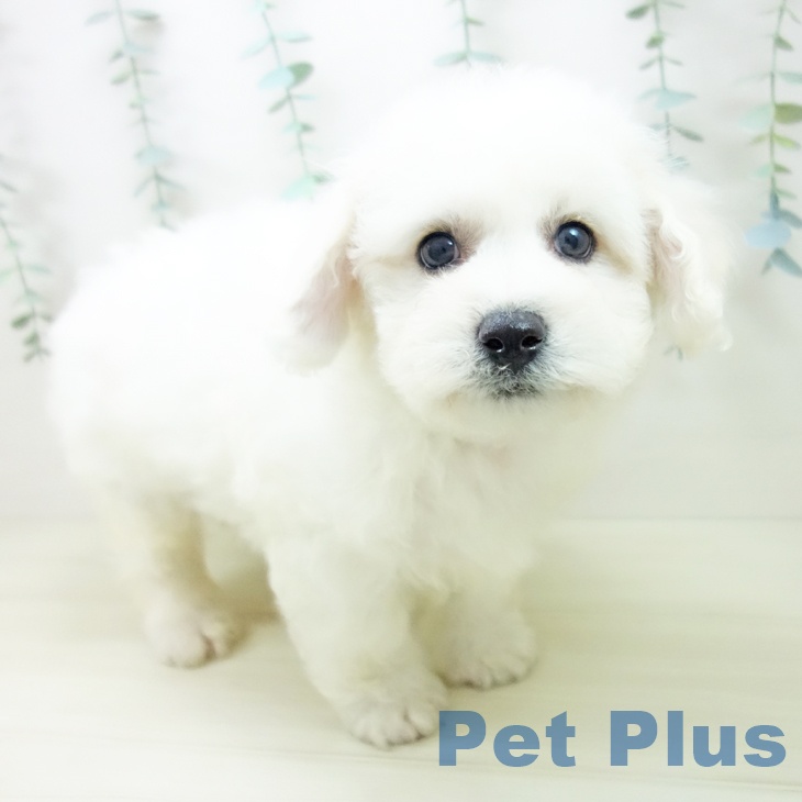 茨城県のビションフリーゼ (ペッツワン つくば店/2025年10月22日生まれ/男の子/ホワイト)の子犬の1枚目の画像