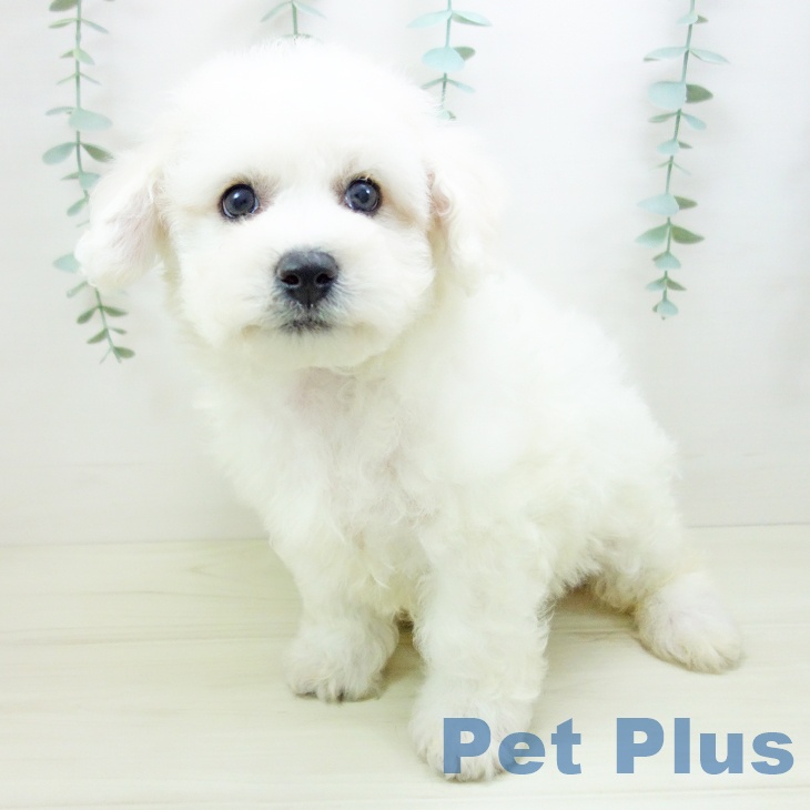 茨城県のビションフリーゼ (ペッツワン つくば店/2025年10月22日生まれ/男の子/ホワイト)の子犬の2枚目の画像