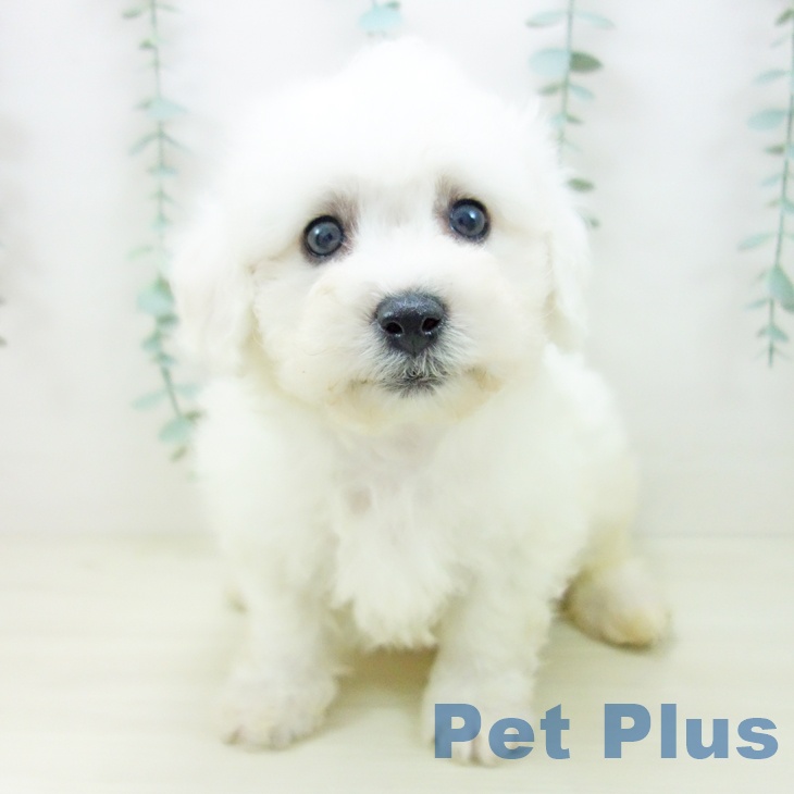 東京都のビションフリーゼ (ペットプラス MARK IS 葛飾かなまち店/2025年10月22日生まれ/男の子/ホワイト)の子犬の1枚目の画像
