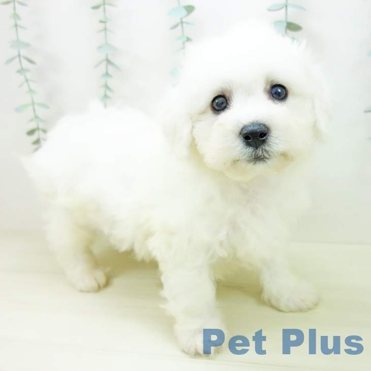 東京都のビションフリーゼ (ペットプラス MARK IS 葛飾かなまち店/2025年10月22日生まれ/男の子/ホワイト)の子犬の2枚目の画像