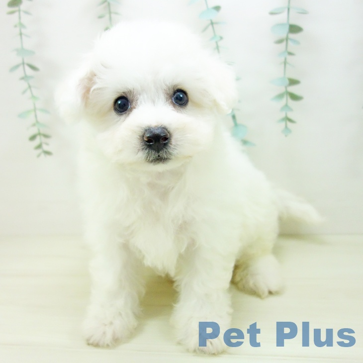 茨城県のビションフリーゼ (ペットプラス つくば店/2025年10月22日生まれ/女の子/ホワイト)の子犬の2枚目の画像