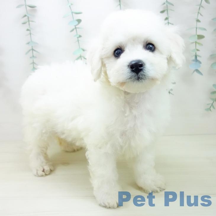 千葉県のビションフリーゼ (ペットプラス 木更津店/2025年10月22日生まれ/女の子/ホワイト)の子犬の1枚目の画像