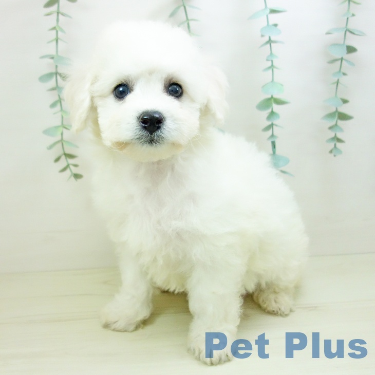 千葉県のビションフリーゼ (ペットプラス 木更津店/2025年10月22日生まれ/女の子/ホワイト)の子犬の2枚目の画像