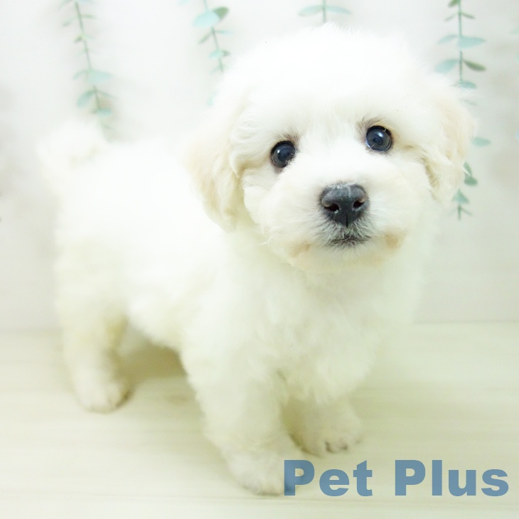 埼玉県のビションフリーゼ (ペットプラス ピオニウォーク東松山店/2025年10月22日生まれ/女の子/ホワイト)の子犬の1枚目の画像