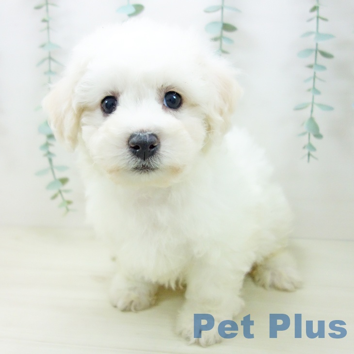 埼玉県のビションフリーゼ (ペットプラス ピオニウォーク東松山店/2025年10月22日生まれ/女の子/ホワイト)の子犬の2枚目の画像
