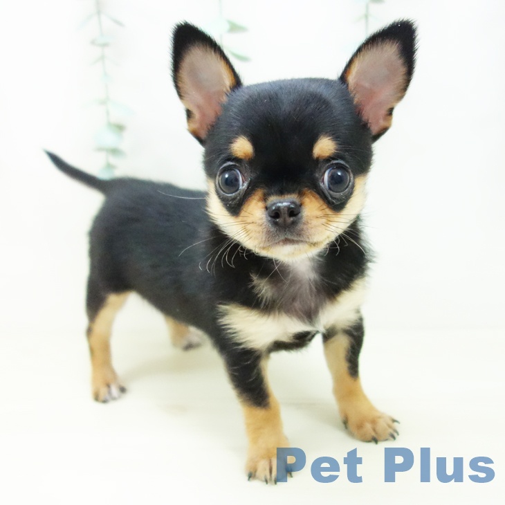 埼玉県のチワワ(ロング) (ペットプラス ららぽーと富士見店/2025年10月24日生まれ/男の子/ブラックタン)の子犬の1枚目の画像
