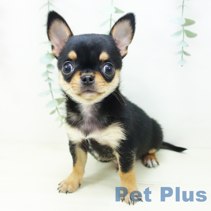 埼玉県のチワワ(ロング) (ペットプラス ららぽーと富士見店/2025年10月24日生まれ/男の子/ブラックタン)の子犬の2枚目の画像