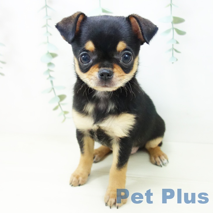 埼玉県のチワワ(ロング) (ペットプラス 浦和美園店/2025年10月24日生まれ/女の子/ブラックタン)の子犬の2枚目の画像