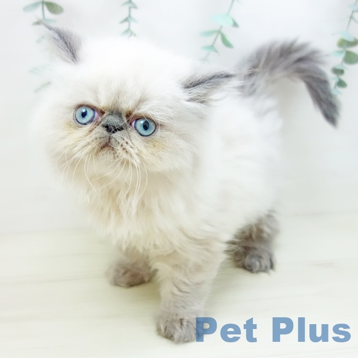 千葉県のヒマラヤン (ペットプラス 幕張新都心店/2025年10月18日生まれ/男の子/ブルーポイント)の子猫の1枚目の画像