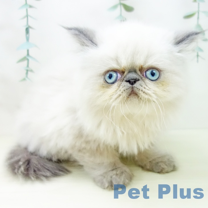 千葉県のヒマラヤン (ペットプラス 幕張新都心店/2025年10月18日生まれ/男の子/ブルーポイント)の子猫の2枚目の画像