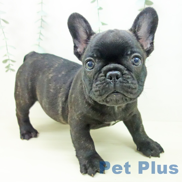 福島県のフレンチブルドッグ (ペットプラス 福島店/2025年10月24日生まれ/男の子/ブリンドル)の子犬の1枚目の画像