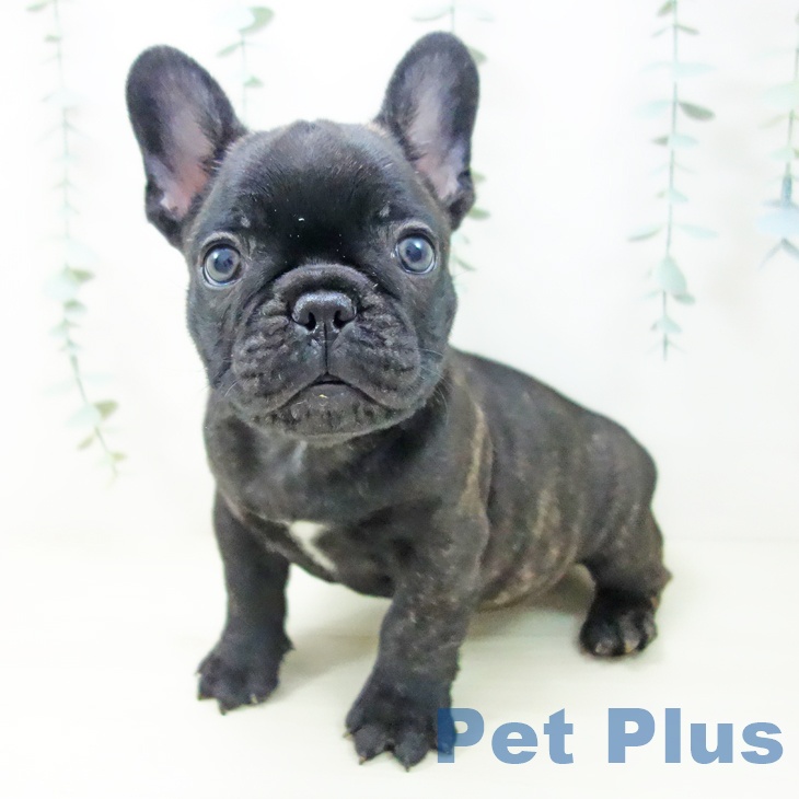 福島県のフレンチブルドッグ (ペットプラス 福島店/2025年10月24日生まれ/男の子/ブリンドル)の子犬の2枚目の画像