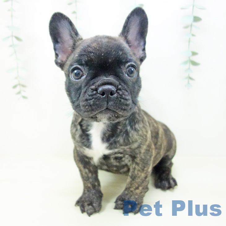 神奈川県のフレンチブルドッグ (ペットプラス 座間店/2025年10月24日生まれ/女の子/ブリンドル)の子犬