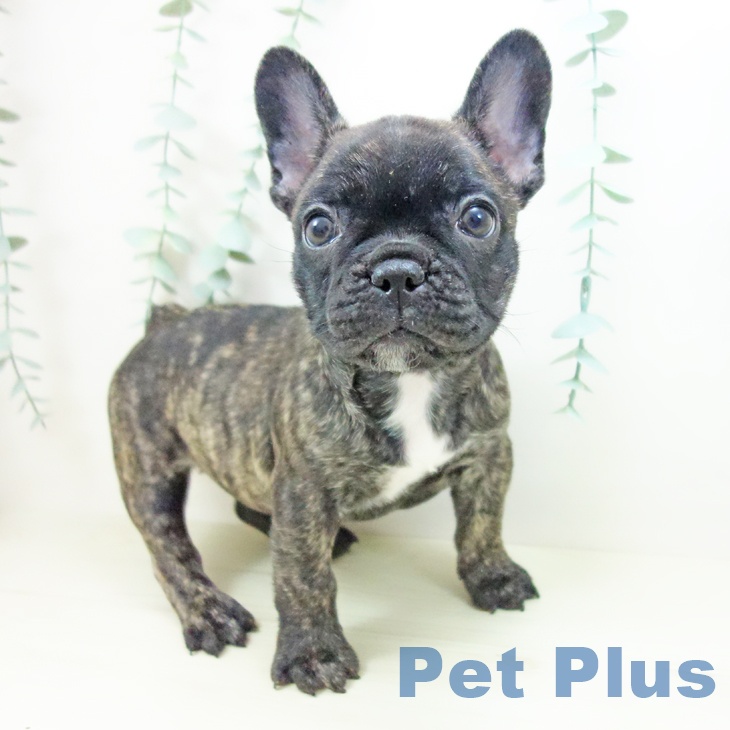 神奈川県のフレンチブルドッグ (ペットプラス 座間店/2025年10月24日生まれ/女の子/ブリンドル)の子犬の2枚目の画像