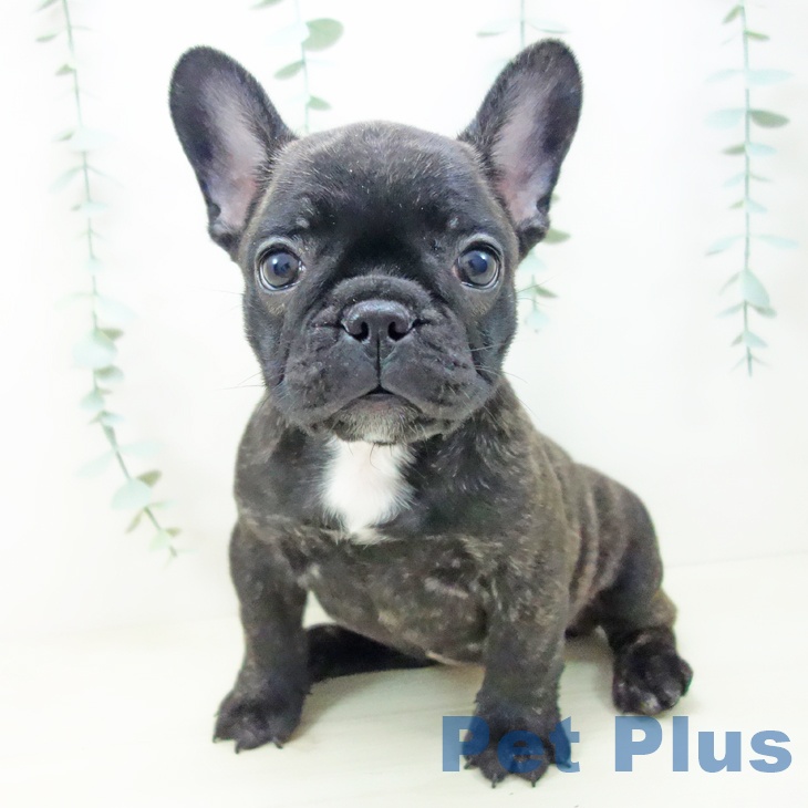 埼玉県のフレンチブルドッグ (ペッツワン 吉川美南店/2025年10月24日生まれ/女の子/ブリンドル)の子犬の1枚目の画像