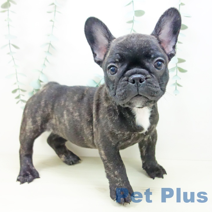 埼玉県のフレンチブルドッグ (ペッツワン 吉川美南店/2025年10月24日生まれ/女の子/ブリンドル)の子犬の2枚目の画像