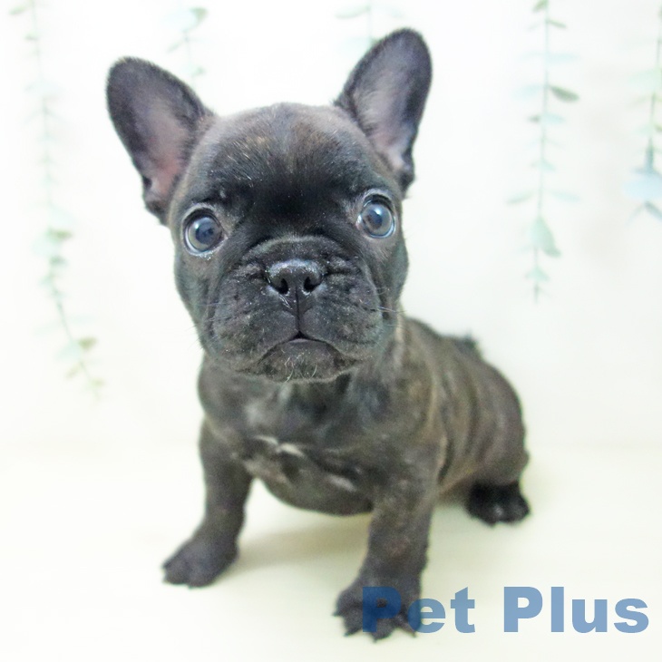 山梨県のフレンチブルドッグ (ペットプラス 甲府昭和店/2025年10月24日生まれ/女の子/ブリンドル)の子犬の1枚目の画像
