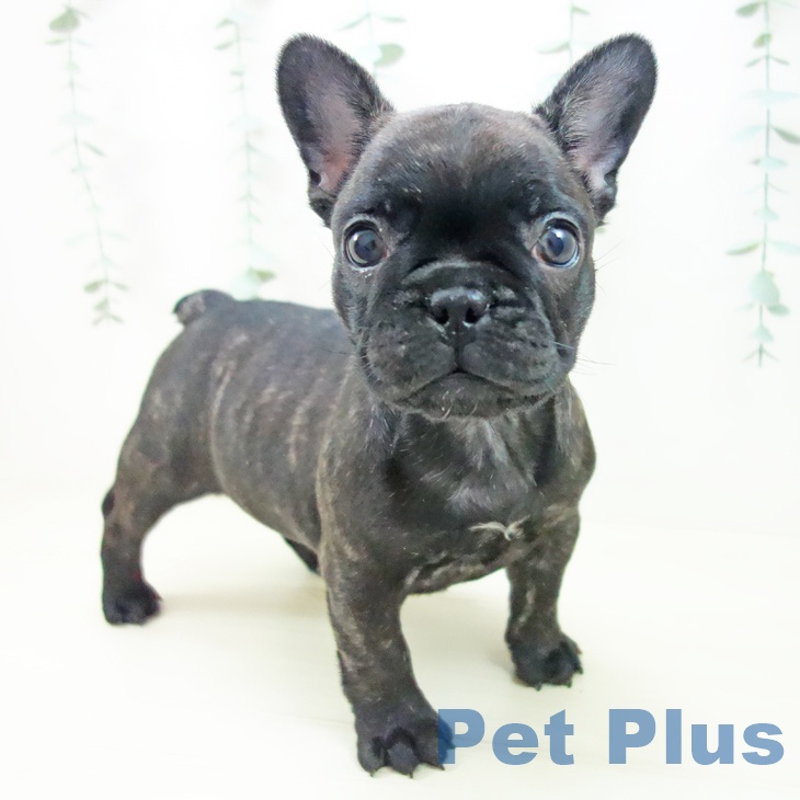 山梨県のフレンチブルドッグ (ペットプラス 甲府昭和店/2025年10月24日生まれ/女の子/ブリンドル)の子犬の2枚目の画像