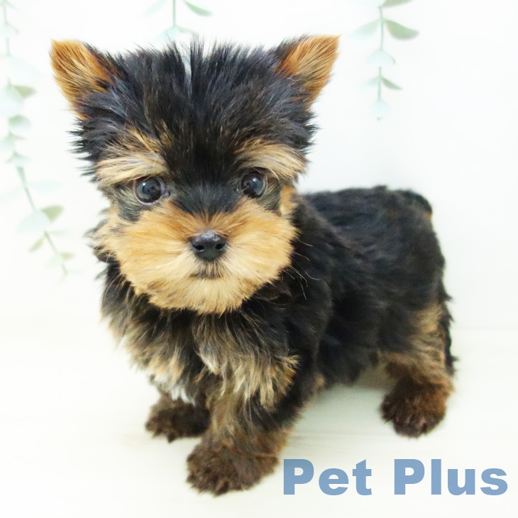 東京都のヨークシャーテリア (ペットプラス アクアシティお台場店/2025年10月24日生まれ/男の子/スチールブルータン)の子犬の1枚目の画像