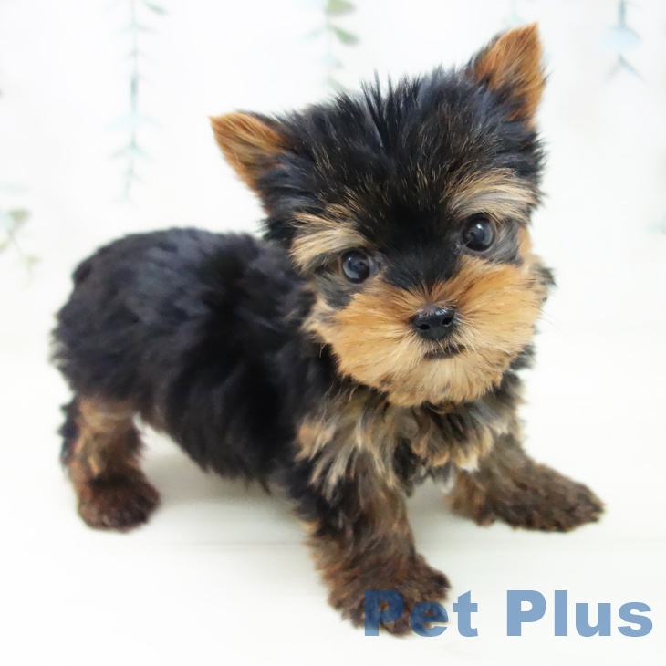 東京都のヨークシャーテリア (ペットプラス アクアシティお台場店/2025年10月24日生まれ/男の子/スチールブルータン)の子犬の2枚目の画像