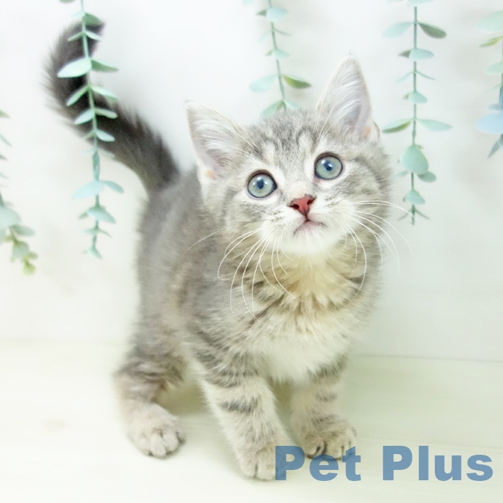 福岡県のスコティッシュフォールド (ペットプラス 黒崎店/2025年10月24日生まれ/男の子/ブルータビー)の子猫の1枚目の画像