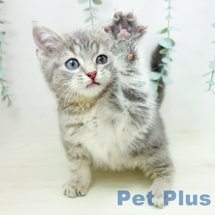 福岡県のスコティッシュフォールド (ペットプラス 黒崎店/2025年10月24日生まれ/男の子/ブルータビー)の子猫の2枚目の画像